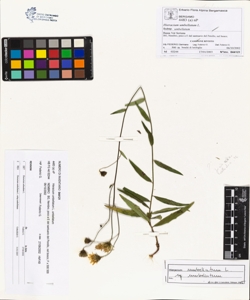 Hieracium umbellatum L. subsp. umbellatum