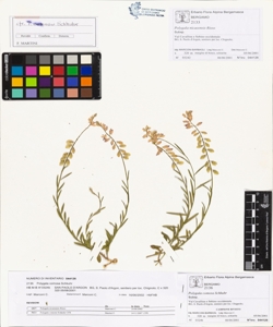 Polygala comosa Schkuhr