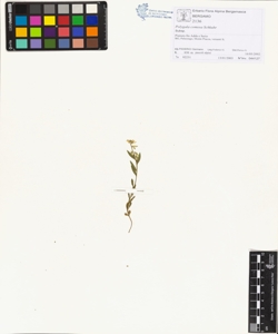 Polygala comosa Schkuhr