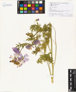 Malva moschata L.
