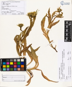 Hieracium intybaceum (Wulfen) Jacq.