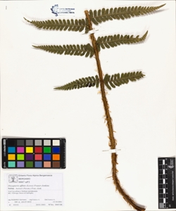 Dryopteris affinis (Lowe) Fraser-Jenkins subsp. borreri (Newm.) Fras.-Jenk