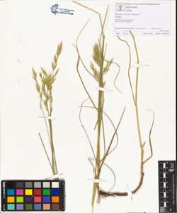 Bromus erectus Hudson