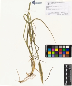 Calamagrostis varia (Schrader) Host