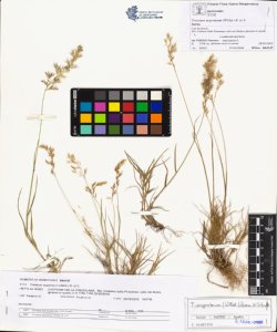 Trisetum argenteum (Willd.) R. et S.