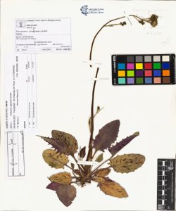 Hieracium x glaucinum Jordan