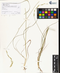 Brachypodium rupestre (Host) R. et S.