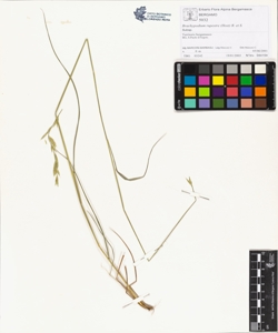Brachypodium rupestre (Host) R. et S.