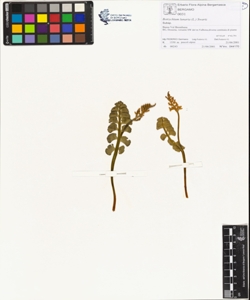 Botrychium lunaria (L.) Swartz