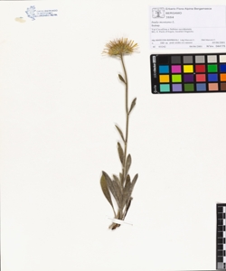 Inula montana L.