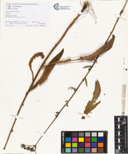 Picris hieracioides L.