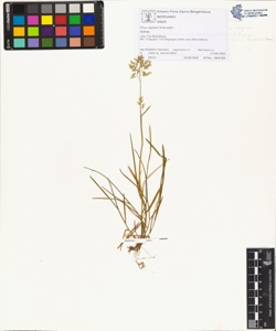 Poa supina Schrader