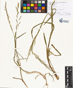Glyceria plicata Fries