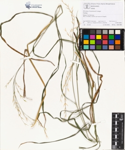 Bromus benekenii Lange