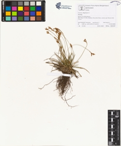 Carex digitata L.