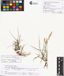 Trisetum argenteum (Willd.) R. et S.