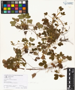 Potentilla sterilis (L.) Garcke