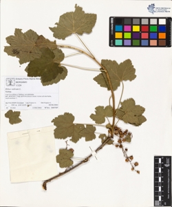 Ribes rubrum L.