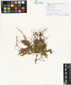 Polygala alpestris Rchb.