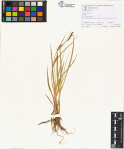 Carex hirta L.