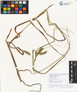 Carex pseudocyperus L.