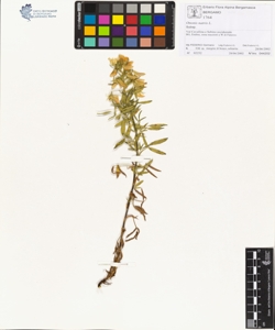 Ononis natrix L.