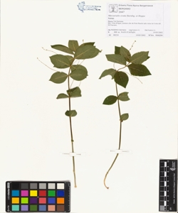 Mercurialis ovata Sternbg. et Hoppe