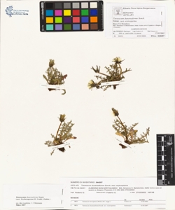 Taraxacum dunenseforme Sonck.