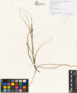 Luzula nivea (L.) Lam. et DC.