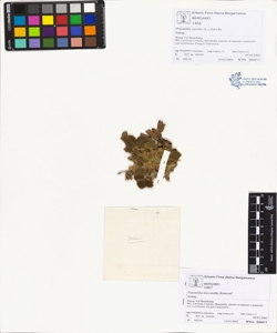 Potentilla micrantha Ramond