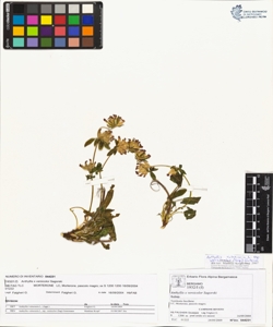 Anthyllis x vers¿color Sagorski