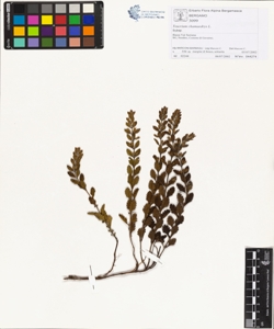 Teucrium chamaedrys L.