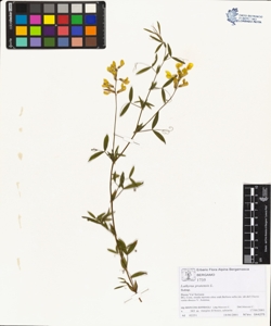 Lathyrus pratens¿s L.