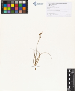 Carex liparocarpos Gaudin