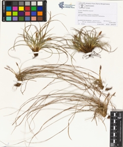 Carex humilis Leyser
