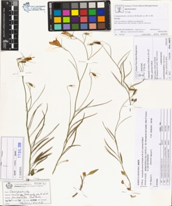 Campanula carnica Schiede ex M. et K. subsp. puberula Podlech