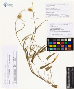 Phyteuma scheuchzeri All. subsp. columnae (Gaudin) Becherer