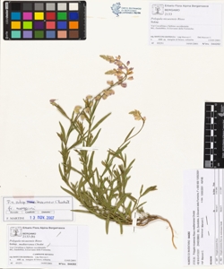 Polygala nicaeens¿s Risso subsp. mediterranea Chodat