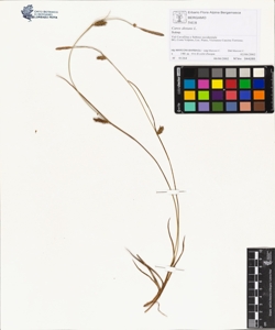 Carex distans L.