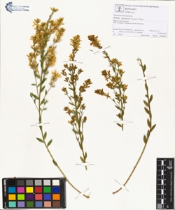 Genista tinctoria L subsp. tenuifolia (Loisel.) Pign.
