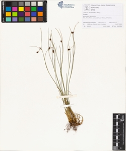 Juncus monanthos Jacq.