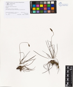 Plantago holosteum Scop.