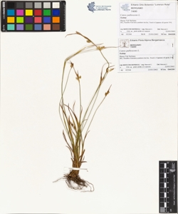 Carex pallescens L.