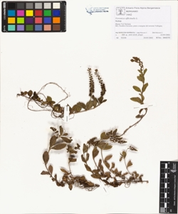 Veronica officinalis L.