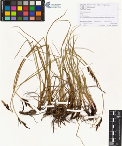Carex fusca All.