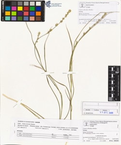 Carex divulsa Stokes