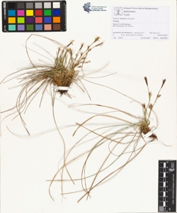 Carex humilis Leyser