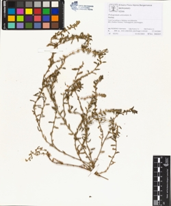 Polygonum aviculare L.