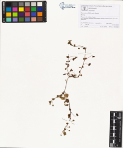 Veronica filiformis Smith