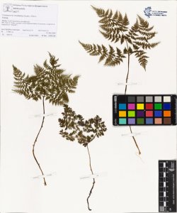 Cystopteris montana (Lam.) Desv.